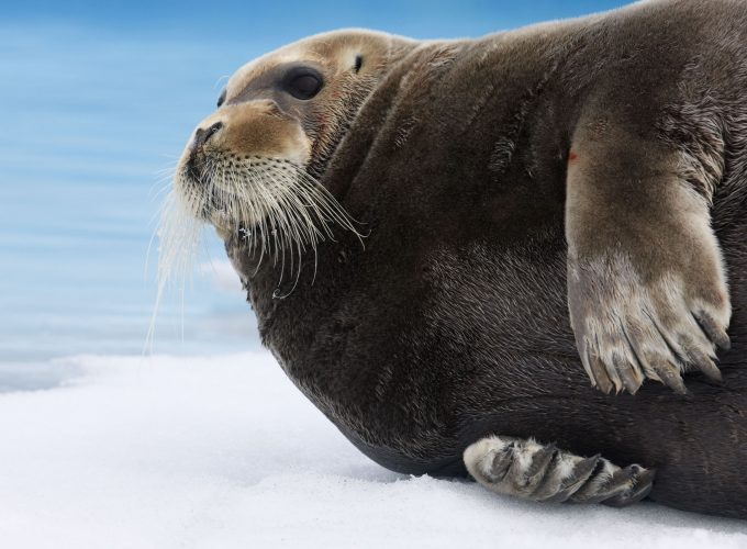 Wallpaper Bearded Seal, Arctic, Pacific, Ocean, Hudson Bay, ice, blue, white, water, tourism, Animals 106652400